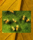 Spider mites - microscopic view