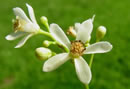 Neem Flower