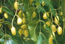 Neem Fruits